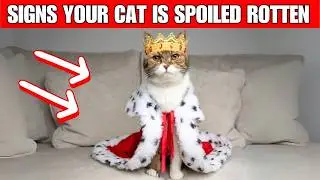 11 signs that your cat is spoiled rotten