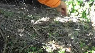 Spreading Seed ASMR Fall/Winter Garden!