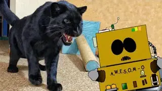 Самодельный робот для пантеры Луны🤖🐆