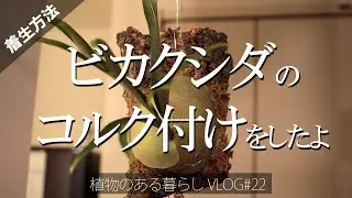 【ビカクシダのコルク付けをしました VLOG#22】ビカクシダ/コウモリラン/植物のある暮らし/PLATYCERIUM/観葉植物/植物/樹皮/コルク
