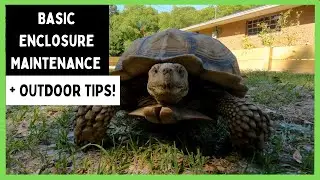 Maintaining My Outdoor Tortoises