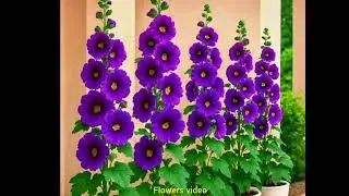 Flowers video #natural flowers #flowers pictures #flowers status 🪻🪻🌹🌹🌷🌷💐
