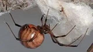 False widow spider attack - Ipswich