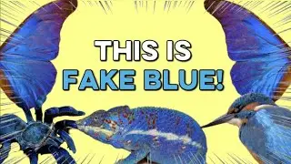 Where Do Animal Colors Come From? | Are there any ACTUAL Blue Animals?