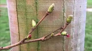 Cobnut (Kentish Cob) - buds & female flowers - March 2018