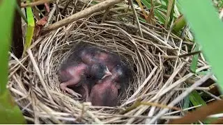 Reed Bunting nest with chicks