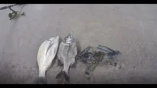 Catching black & silver seabream w/ Blue crab @ Under the Bridge