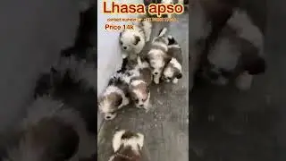 Lhasa apso puppies sale #abhaypetslover #shorts #trending #lhasaapso