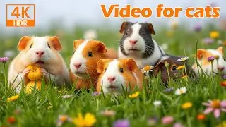 Happy Guinea Pigs Munching & Playing in the Sun &ndash; Best for Cats to Watch 🌞🐹