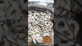 New Halloween Treats 🎃