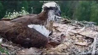Wypisz wymaluj - mama! Rybołowy Online Puszcza Napiwodzko-Ramucka KOO 2021 06 08