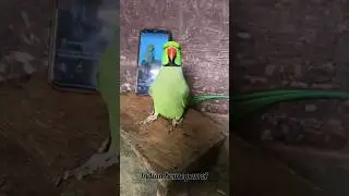 Mummy ek glass pani de do 😂 #shorts #funnyvideo #parrotvideo #mummy #popat #pets #cutepets #ringneck