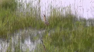 Amazing Bittern Behaviour
