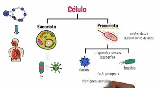 C&eacute;lula Procariota