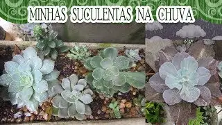 Suculentas na chuva | Canal da Re