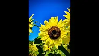 Sun flower farm #breathtaking view of 🌻 🌻🌻 summer day fun in Canada 🇨🇦