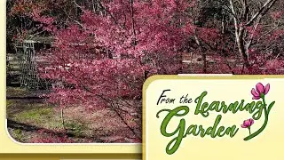 From the Learning Garden - Invasive Plants