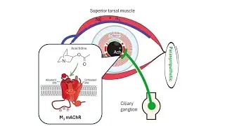 Aceclidine: Mechanism of Action in Presbyopia Treatment | PHARMACOLOGY Explained