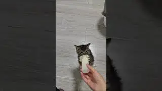 Kitty wants milk 🐱🥛 #cat #kitten