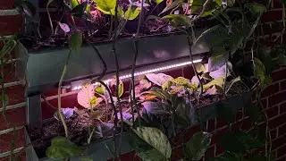 How to setup runapod wall planter in under 10 minutes!!!