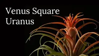 Venus Square Uranus