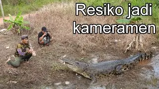 kameramen nangis saat buaya besar ini hanya berjarak satu meter darinya
