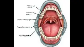 OSCE: Medical Images You Must Know (J): For USMLE, MBBS, MCCQE & PLAB)