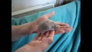 Rescue mouse Ascona first time being handled by me (first day)