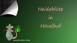 Bl&uuml;te in der Moosheide bei H&ouml;velhof