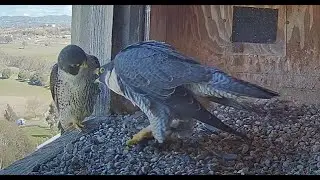 FalconCam 2025 09 17 Gimbir gets told