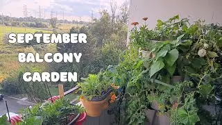 September Balcony Garden Tour 2024