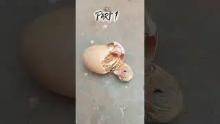 chick's #chicken #chicks #pakistan #india #world #chicken #roosterfarm #ayam #freerangechick #birds