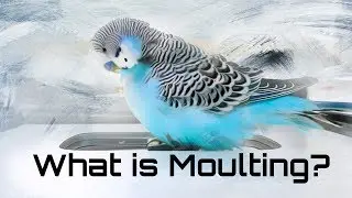What Is Moulting? Budgie Moult