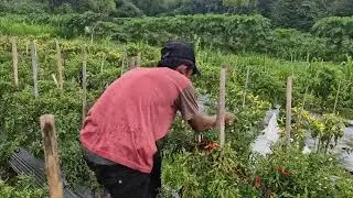 INCREDIBLE! THIS FARMER PICKS RED CHILIES FASTER THAN THE EYE CAN SEE -Agriculture Farming
