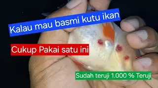 How to get rid of lice on goldfish