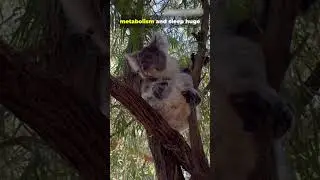Koalas Sleep 20 Hours?! Professional Nappers Explained #shorts #facts #funfacts