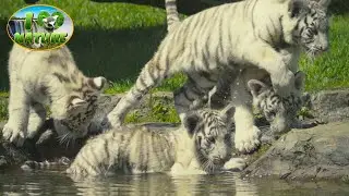 LOVE AND CARE IN A TIGER FAMILY , LITTLE TIGER CUBS, TIGER BATHING, RARE WHITE BENGAL TIGER.