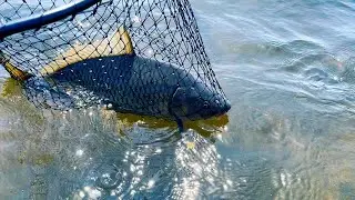Floodplain Accommodations: Eurasian Carp Find Rhythm