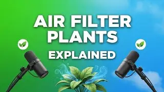 Air Filter Plants Explained | Which Plants Should You Grow to Control Smog
