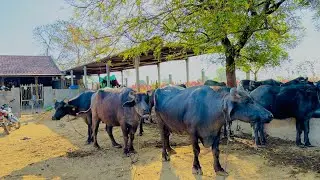 ઘર કી બન્ની ભેંસ