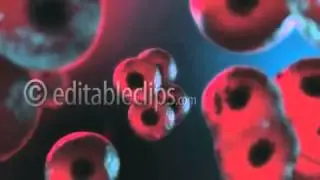 Cells multiplying.
