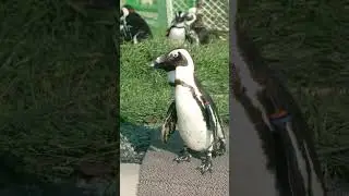 🐧✨ ソレイユの丘のケープペンギン / African Penguins at Soleil-no-Oka 🐧✨