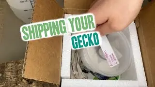 How To Ship Your Gecko