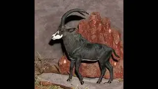 The Sable Bull