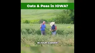 Oats and Peas in Iowa? Here&rsquo;s Why It&rsquo;s Working for Kelly Garrett