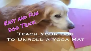 Dog Trick: How To Teach Your Dog To Unroll A Yoga Mat