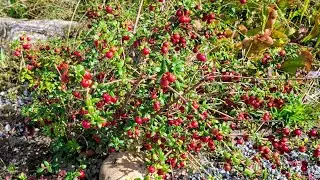 Чилийская гуава (Ugni molinae) &mdash; экзотический маленький плодовый кустарник для Германии.