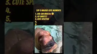 Top 5 walrus cute moments #funnyanimals #funny #fyusa