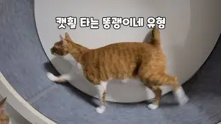 캣휠 타는 똥괭이네 8가지 유형