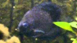 Discus gone wrong?